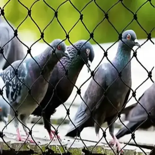 Pinnacle Netting Bird Netting Services in Manikonda, Kondapur and Throughout Hyderabad Near You