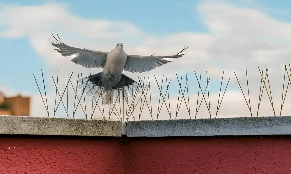 Pinnacle Netting Bird Spikes for Pigeons Near You in Hyderabad & Telangana