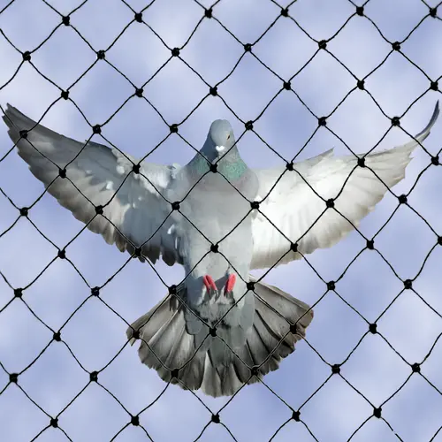 Pinnacle Netting Pigeon Netting Services in Manikonda, Kondapur and Throughout Hyderabad Near You