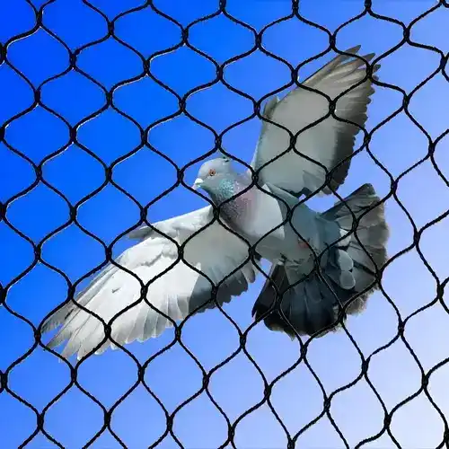 Pinnacle Netting Quality Pigeon Netting Services in Ameerpet, Miyapur and Throughout Hyderabad Near You